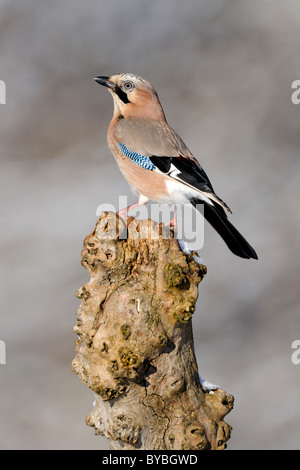 Jay (Garrulus glandarius), perché, Biosphaerengebiet Jura Souabe Région de la biosphère, Bade-Wurtemberg, Allemagne, Europe Banque D'Images