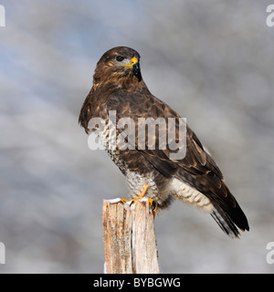 La buse (Buteo buteo), d'oiseaux adultes perché en hiver, Biosphaerengebiet Jura Souabe Région de la biosphère, Bade-Wurtemberg Banque D'Images