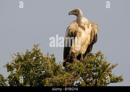 Vautour africain (Gyps africanus), perché, Masai Mara National Reserve, Kenya, Africa Banque D'Images