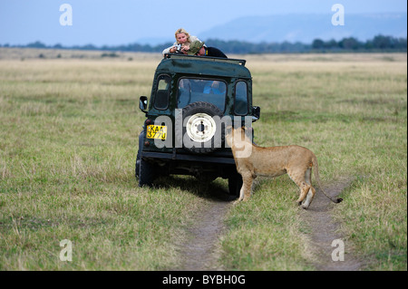 Lion (Panthera leo), les jeunes et les touristes, Masai Mara National Reserve, Kenya, Africa Banque D'Images