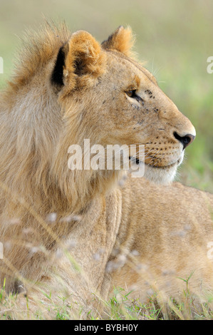Lion (Panthera leo), les jeunes, portrait, Masai Mara National Reserve, Kenya, Africa Banque D'Images