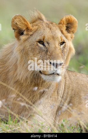 Lion (Panthera leo), les jeunes, portrait, Masai Mara National Reserve, Kenya, Africa Banque D'Images