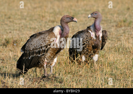 Rueppell's (Gyps rueppellii), Masai Mara National Reserve, Kenya, Africa Banque D'Images