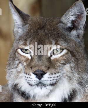 Le lynx (face shot) Banque D'Images