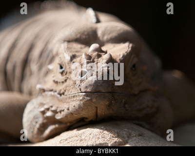 Dragon de Komodo (Varanus komodoensis) dans un zoo australien Banque D'Images