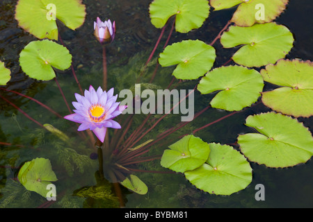 Nénuphar violet entouré de nénuphars dans un étang. Modèle de répétition quitte le châssis de deux fleurs. Banque D'Images