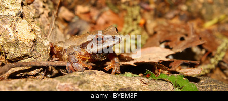 La rainette crucifère (Pseudacris crucifer) Banque D'Images