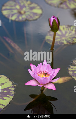 Abeilles et Water Lily. Une abeille explore l'intérieur d'une fleur de lys d'eau sur un étang calme. Banque D'Images
