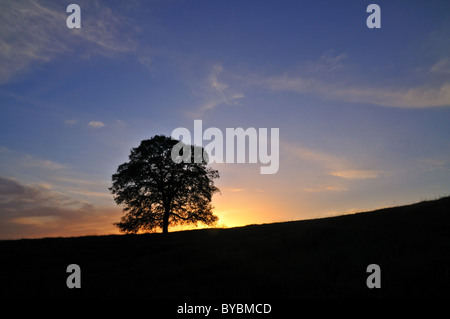 Oak tree silhouette sur le coucher de soleil dans les collines près de Auburn Californie Banque D'Images