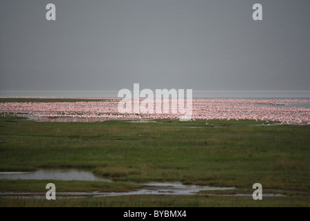 Flamants Roses, le lac Nakuru, Kenya Banque D'Images