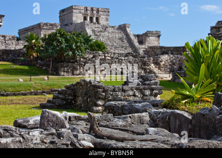 Iguane, Tulum, ruines Mayas sur la péninsule du Yucatan, Mexique Banque D'Images