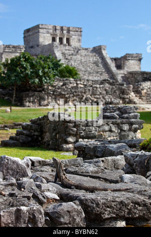 Iguane, Tulum, ruines Mayas sur la péninsule du Yucatan, Mexique Banque D'Images