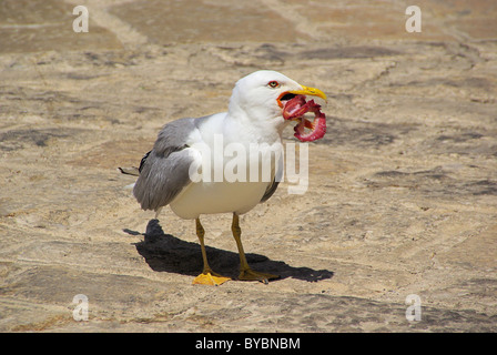 Möwe mit Fisch - gull avec 09 poissons Banque D'Images