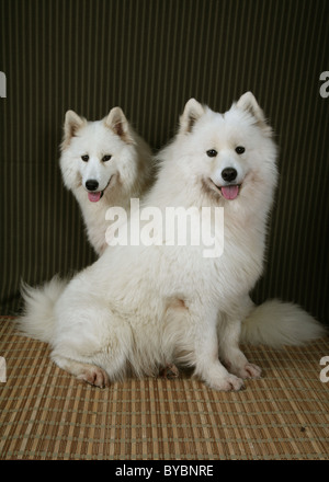 Deux chiens Samoyède Banque D'Images