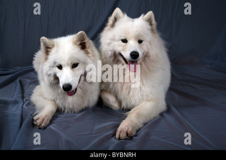 Deux chiens Samoyède Banque D'Images