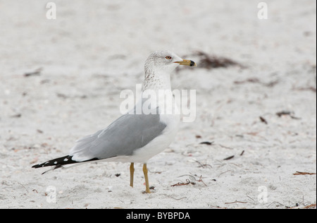 Ring-Billed : Gull Larus delawarensis. Fort de Soto, Florida, USA Banque D'Images