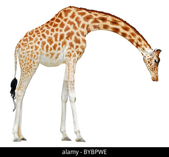 Girafe (Giraffa camelopardalis) vu de la tête de profil du sol isolé sur fond blanc Banque D'Images