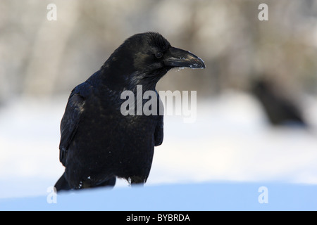 Portrait de Corbeau (Corvus corax) en hiver Banque D'Images