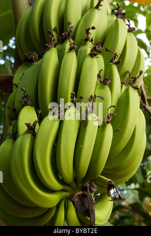 Bananes poussant sur un arbre à Zanzibar, Tanzanie Banque D'Images