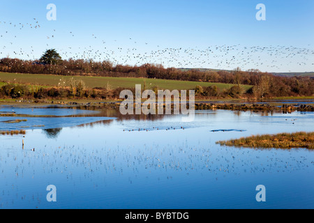 Refuge d'oiseaux Walmsley ; près de Wadebridge, Cornwall ; bande d'oiseaux Banque D'Images