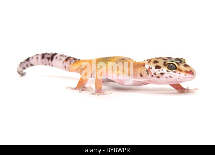 Gecko léopard Eublepharis macularius Portrait dans un studio Banque D'Images