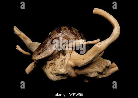 Eastern Blue-tongued Lizard Tiliqua scincoides scincoides Portrait dans un studio Banque D'Images