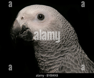 Perroquet gris d'Afrique Congo Psittacus erithacus erithacus se percher dans un studio Banque D'Images