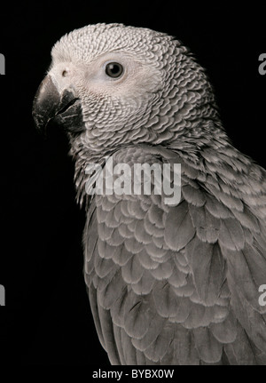 Perroquet gris d'Afrique Congo Psittacus erithacus erithacus se percher dans un studio Banque D'Images