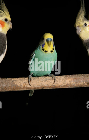 Perruche ondulée Melopsittacus undulatus percheurs adultes en studio Banque D'Images