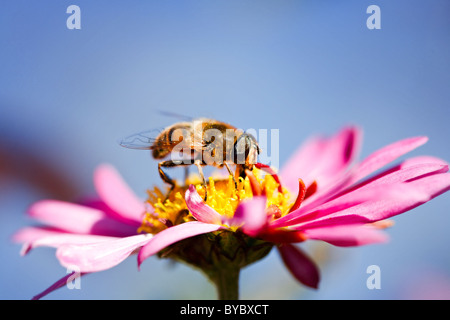 Macro d'une abeille sur une fleur marguerite pourpre Banque D'Images