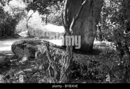 - Les roches mégalithiques menhirs sur le paysage, Carnac, Bretagne, Bretagne, France Banque D'Images