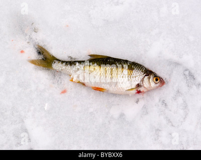 Dead roach portant sur la glace. Banque D'Images