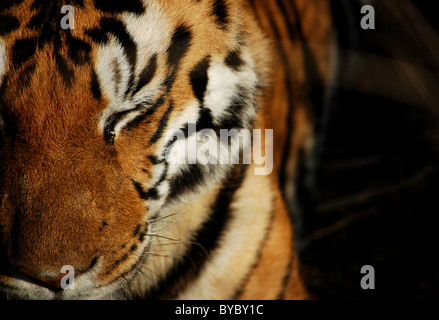 Portrait de femme créative tiger dans Kanha Parc national et réserve de tigre, Madhya Pradesh, Inde Banque D'Images