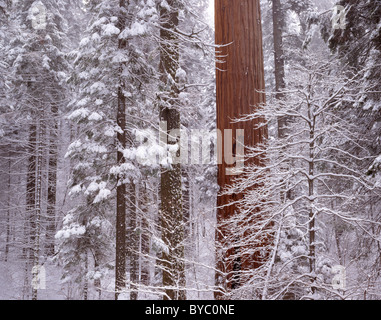 L'hiver, la forêt géante, Sequoia et Kings Canyon National Park, Californie Banque D'Images