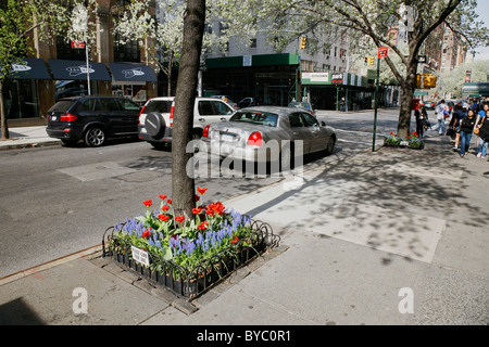 Tulipes rouges dans la rue à New York Banque D'Images