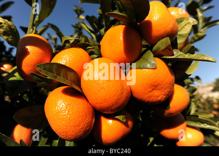 Mandarines growing on tree, Province d'Alicante, Valence, Espagne Banque D'Images