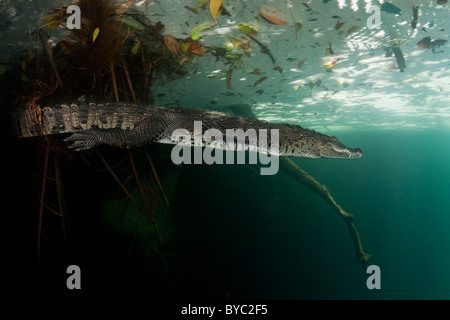 Morelet's crocodile, Crocodylus moreletii, péninsule du Yucatan, Mexique Banque D'Images