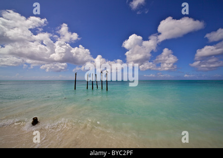 Les pélicans de Sunny Aruba Banque D'Images