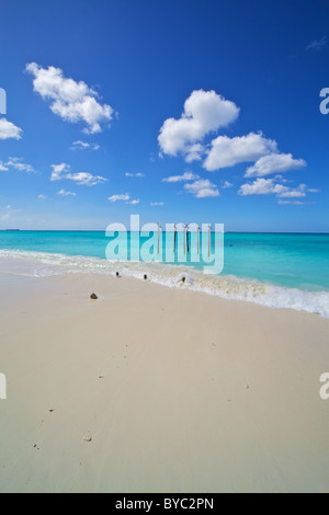 Les pélicans de Sunny Aruba Banque D'Images