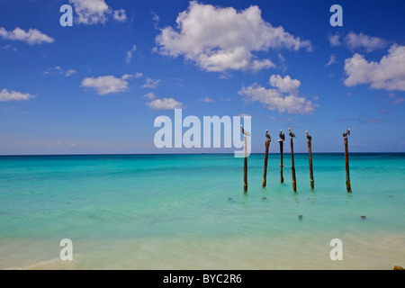 Les pélicans de Sunny Aruba dans la mer des Caraïbes Banque D'Images