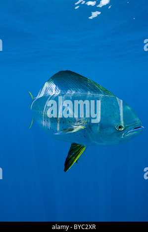 Dorado, mahi-mahi, ou coryphène, Coryphaena hippurus, le Mexique ( Mer des Caraïbes ) Banque D'Images