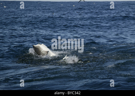 Requin cuivre ou bronze whaler se nourrissent d'un appât ball de sardines Sardine Run pendant, Afrique du Sud Banque D'Images