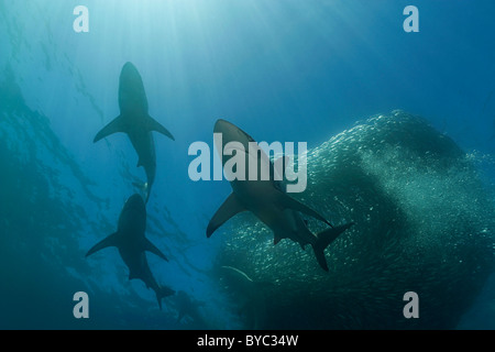 Les requins en cuivre ou en bronze de baleines se nourrissent d'un appât ball de sardines Sardine Run pendant, Afrique du Sud Banque D'Images