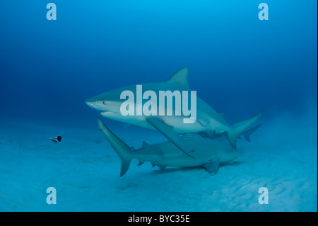 Les requins taureau, Carcharhinus leucas, Playa del Carmen, Cancun, Quintana Roo, Yucatan, Mexique (Caraïbes Banque D'Images