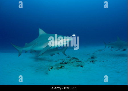 Les requins taureau, Carcharhinus leucas, Playa del Carmen, Cancun, Quintana Roo, Yucatan, Mexique ( Mer des Caraïbes ) Banque D'Images