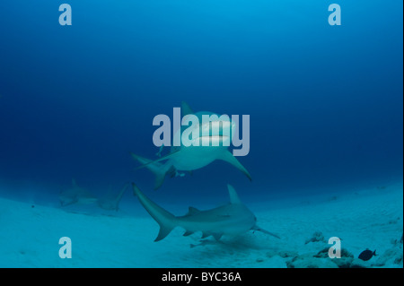 Les requins taureau, Carcharhinus leucas, Playa del Carmen, Cancun, Quintana Roo, Yucatan, Mexique ( Mer des Caraïbes ) Banque D'Images