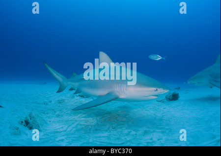Les requins taureau, Carcharhinus leucas, Playa del Carmen, Cancun, Quintana Roo, Yucatan, Mexique ( Mer des Caraïbes ) Banque D'Images