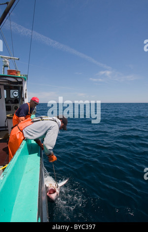 Pêcheurs à la palangre tirer un maraîche (Lamna nasus) dans le bateau, dans un cadre juridique et pêches, Nova Scotia, Canada Banque D'Images