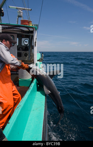 Pêcheur à la palangre tire un maraîche (Lamna nasus) dans le bateau, dans un cadre juridique et pêches, Nova Scotia, Canada Banque D'Images