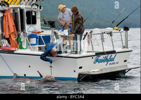 Location de bateau de pêche récréative apporte dans un requin saumon, Lamna ditropis, Port Fidalgo, Prince William Sound, Alaska, États-Unis d'Amérique Banque D'Images